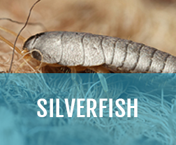 kill silverfish