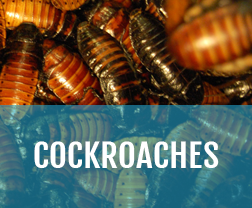 stop cockroaches from coming inside