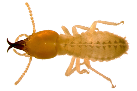 Melbourne FL Home Termite Exterminator Services | Melbourne FL Termite